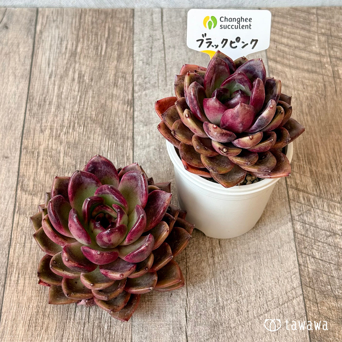 ブラックピンク(チャンフィ苗)◎多肉植物 カット苗 韓国苗 エケベリア