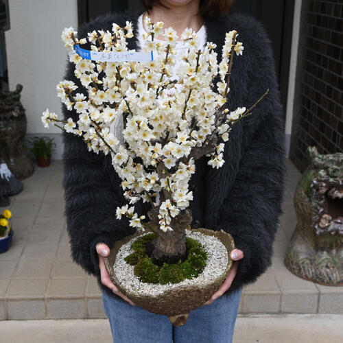 楽天市場】2026年2月～3月に開花香りを楽しむ樹齢10年 冬至梅盆栽 白梅