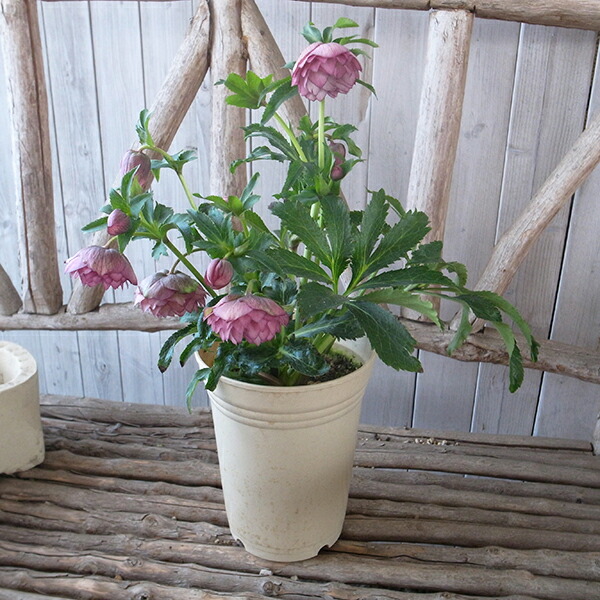 楽天市場】クリスマスローズ ダブル 開花株 多弁ピンクグラデーション