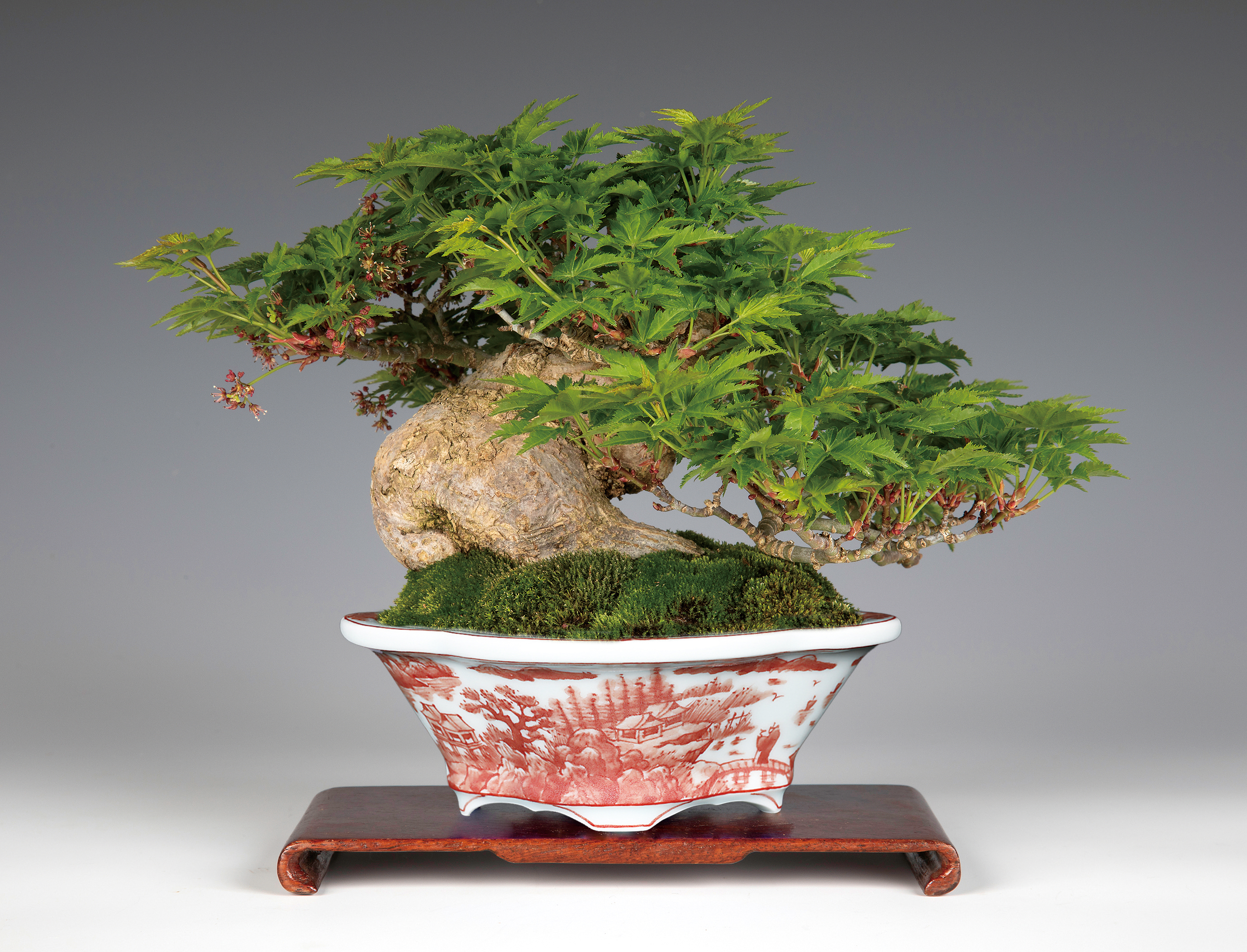 平安泉山赤絵山水図木瓜式鉢(小) | 盆栽、盆栽書籍、盆栽鉢の通販