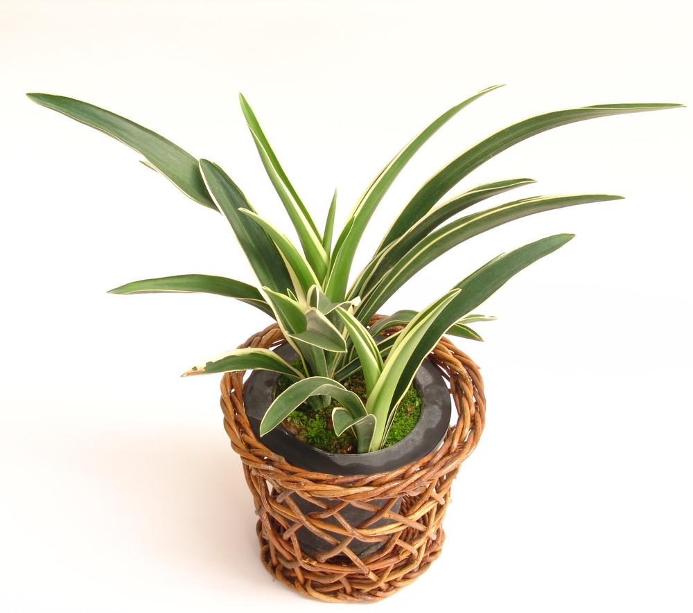 2019年2月 – おもとの豊明園（ほうめいえん）