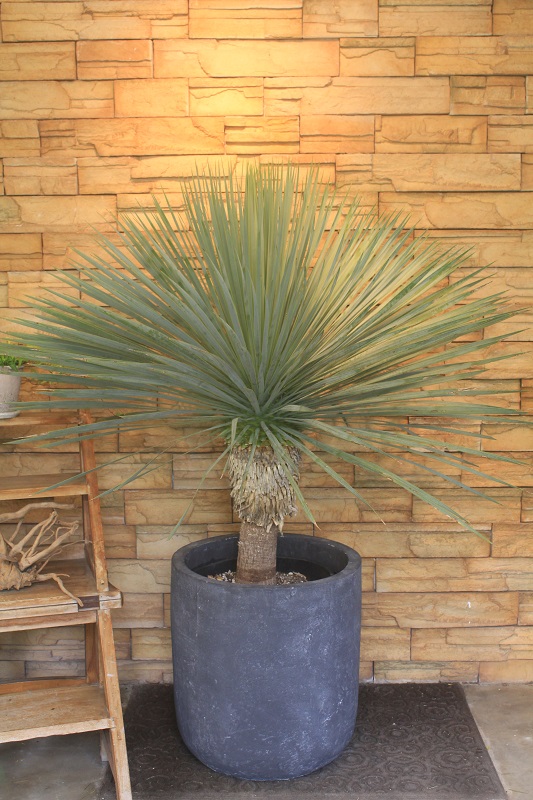 ユッカ・ロストラータ386｜観葉植物専門店「ワールドガーデン」