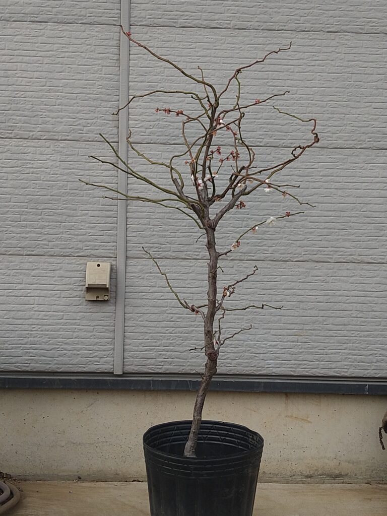 雲竜梅 ウンリュウバイ 03 | 有限会社 山田植木