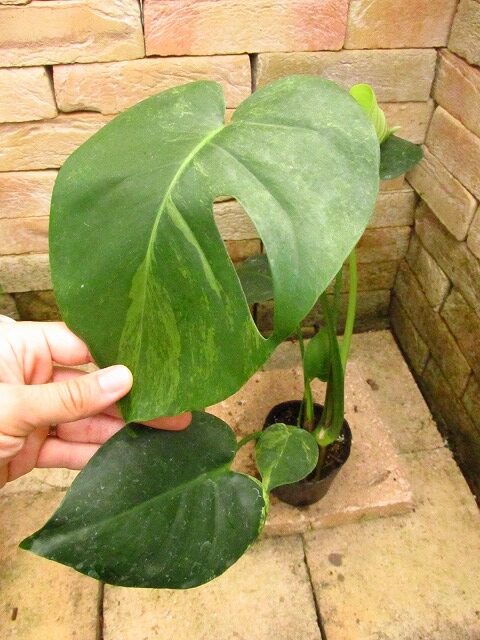 モンステラ デリシオーサ ミント斑(Monstera deliciosa Mint variegata