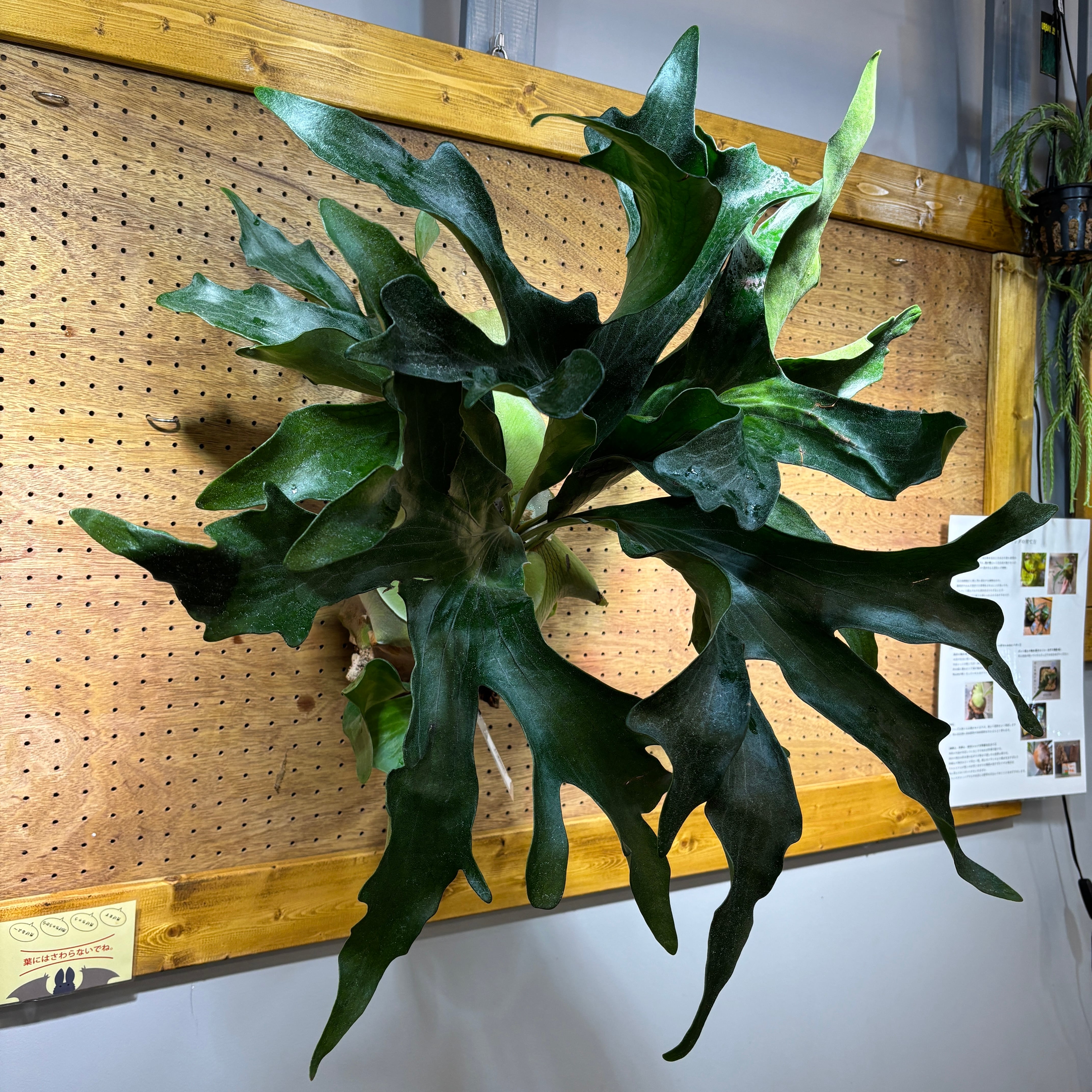 ビカクシダ ヒリー フラハンズ P. hillii 'Hulahands' spore