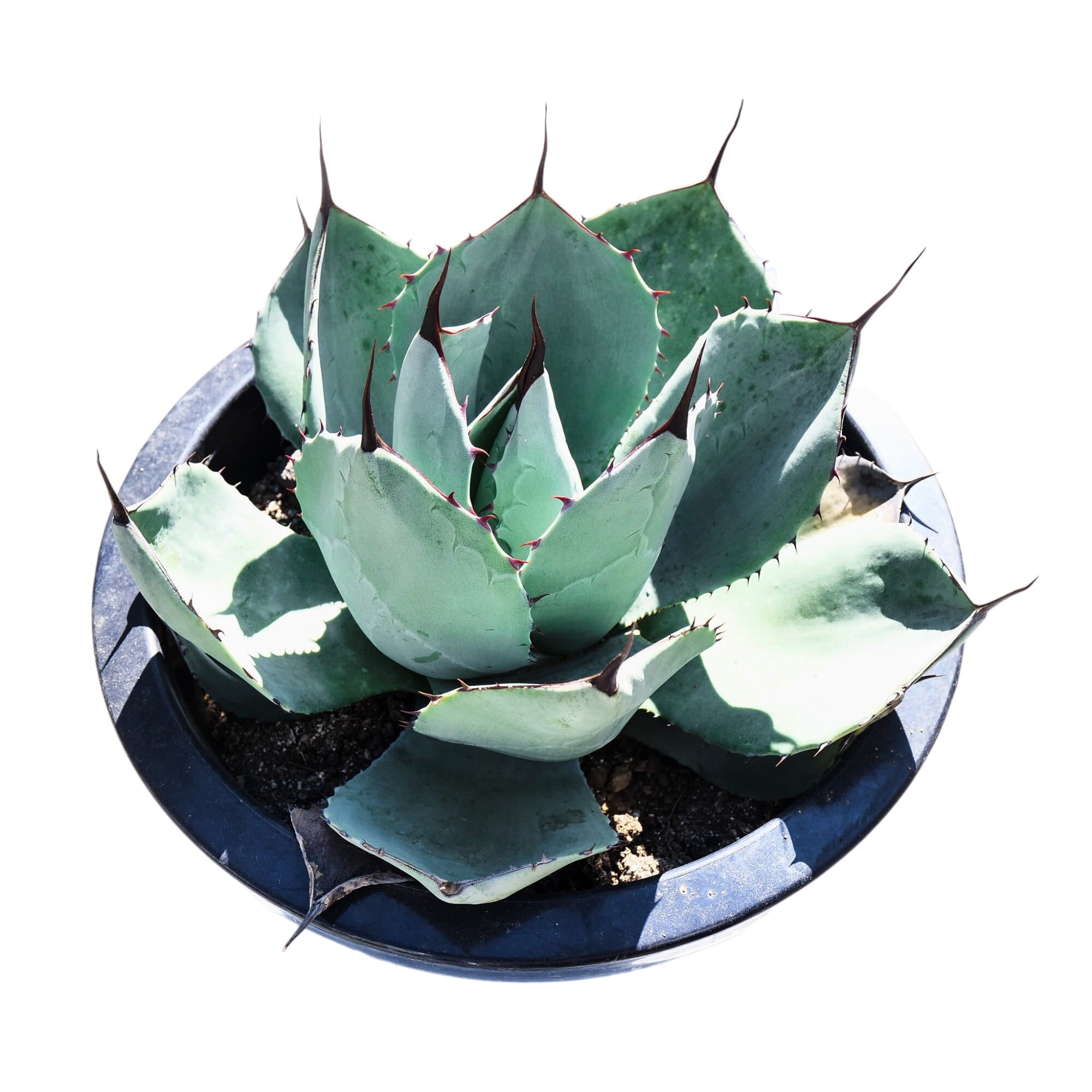 AGAVE Parryi truncata アガベ パリー トランカータ 大サイズ(10号鉢