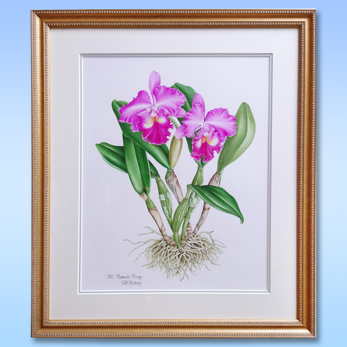 ボタニカルアート リンコソフロカトレア 植物画 絵画 Zinnia 通販