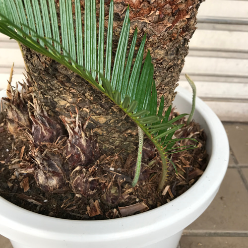 大型！ 子株大量 ソテツ 蘇鉄 Cycas revoluta その他インテリア雑貨