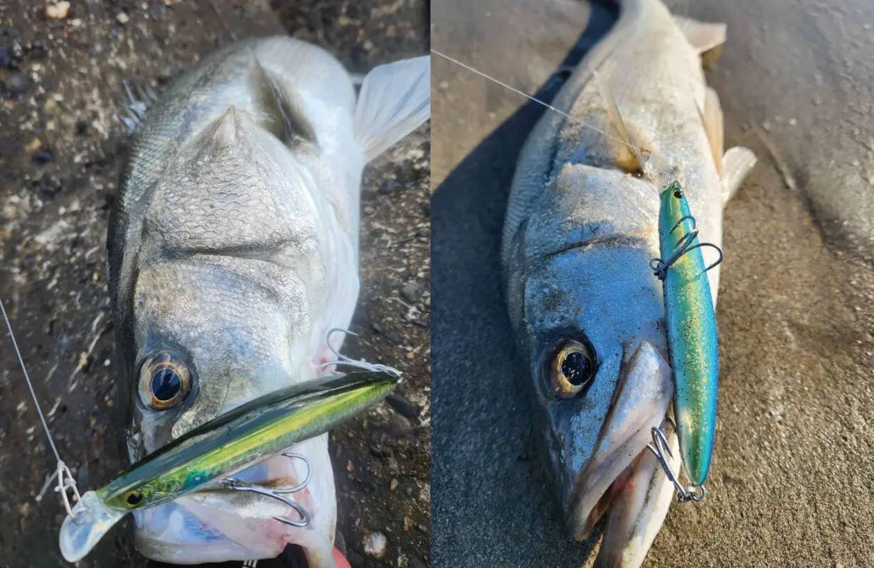釣り】高強度ルアーで巨大魚もグイッと！夢の“三大怪魚”も手中に収め