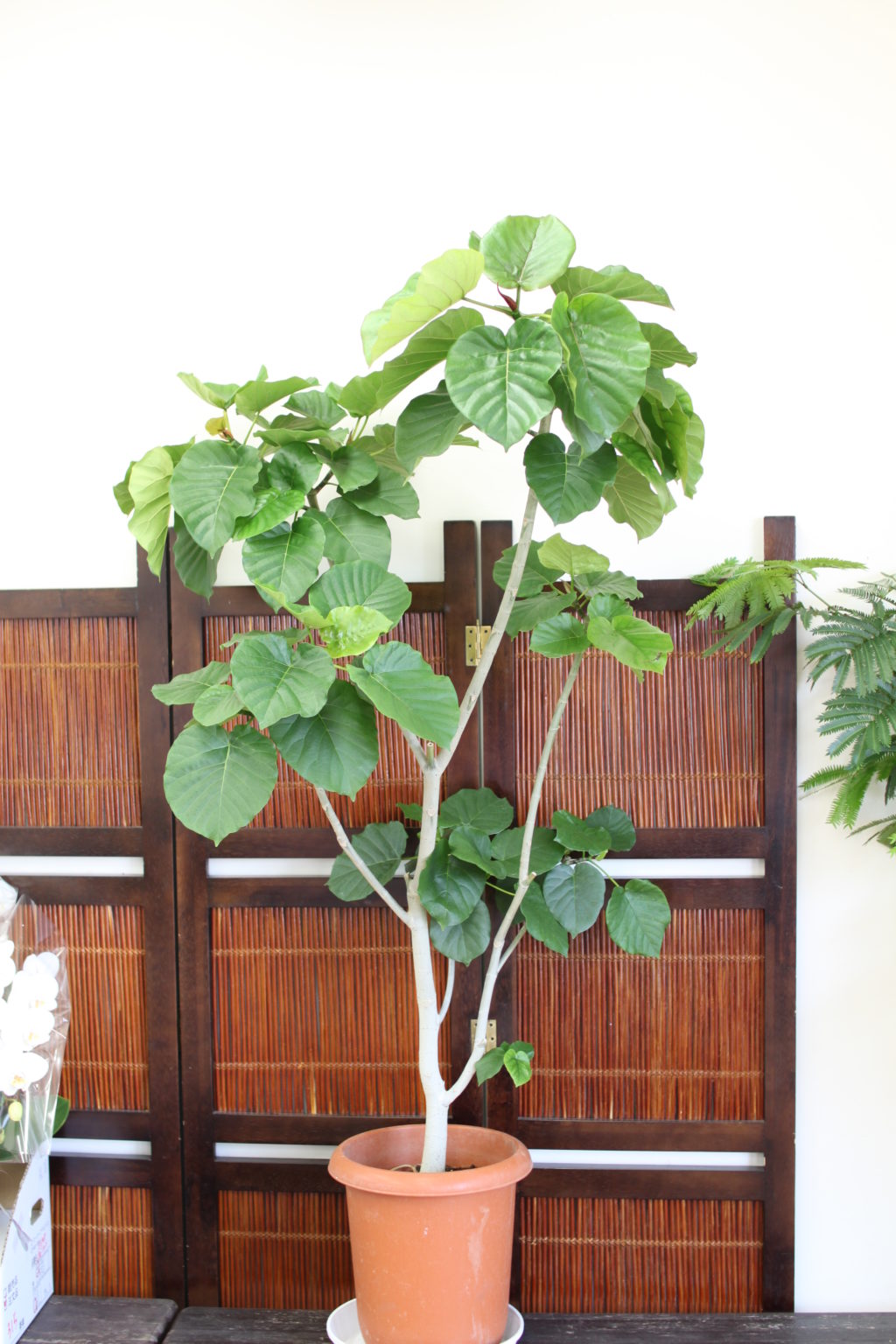 尺鉢（10号鉢）で楽しむ特選「観葉植物」コレクション | フラワー