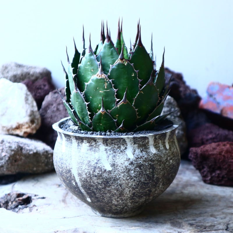 アガベ ホリダ Agave horrida no.32229 | 芽の巣山