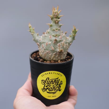 パキポディウムウィンゾリー | STORES