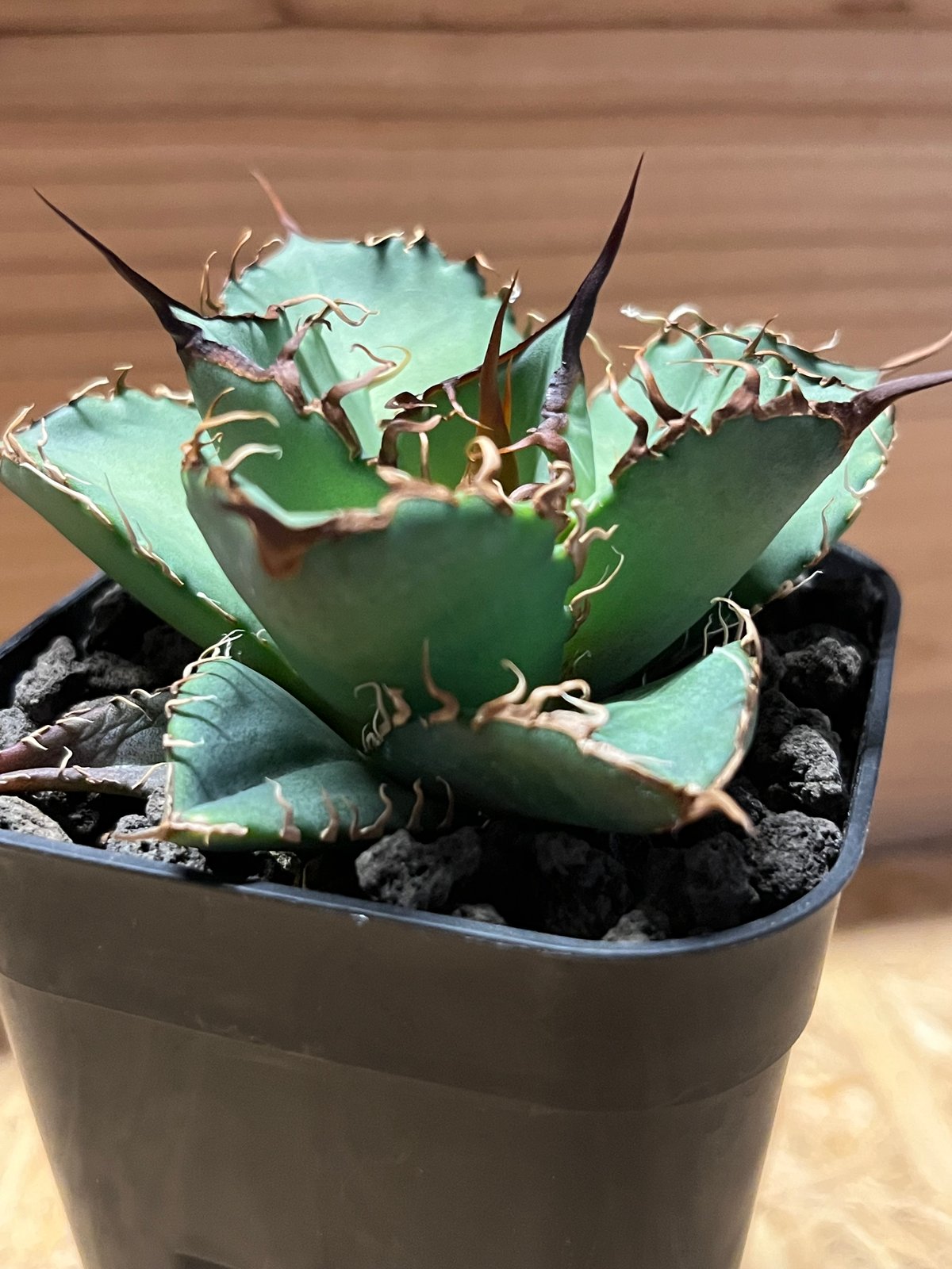 アガベ チタノタ オアハカ | GREEN LUCK