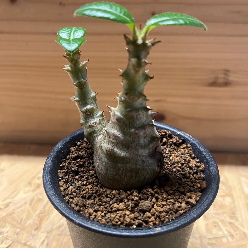 パキポディウム ウィンゾリー | GREEN LUCK