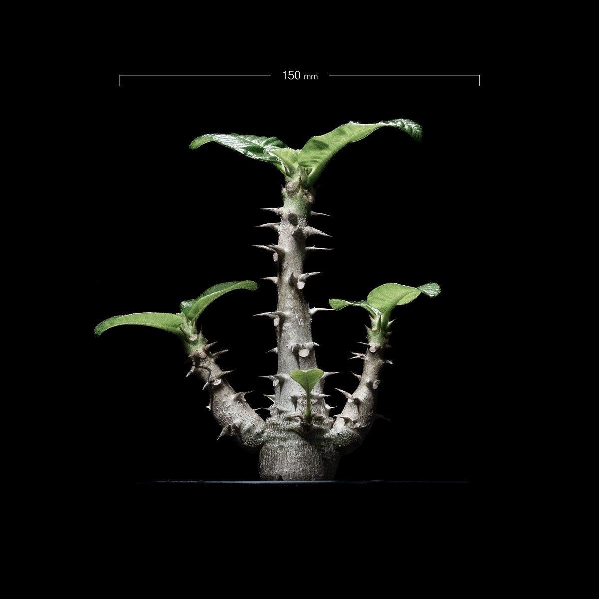 パキポディウム ウィンゾリー / Pachypodium baronii var. winds