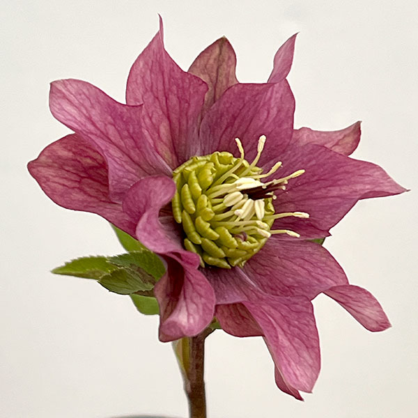 園芸ネット本店｜吉田園芸さんのクリスマスローズ：ヒデコートダブル26