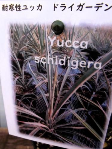 ユッカ・シジゲラ 4号 - 植物と暮らす m-plant