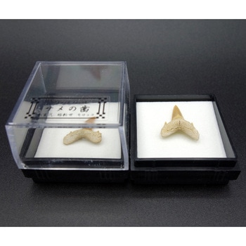 ZEO-1000-05 サメの歯(四角ケース) ナリカ 1セット(12個) ZEO-1000-05