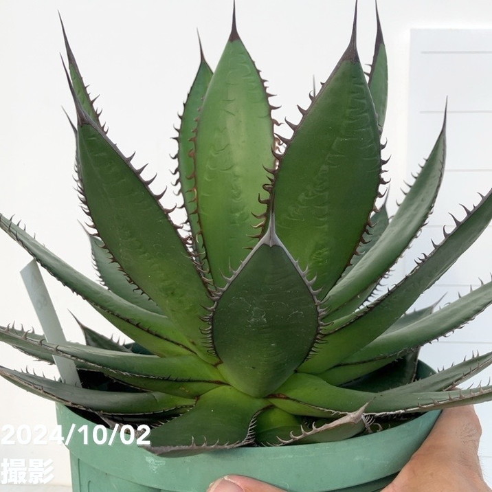 現品お届け】アガベ 7号 ホリダ horrida スリット鉢（A60）｜観葉01-D1