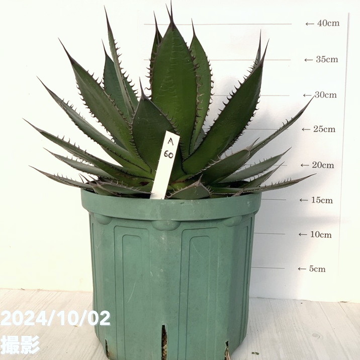 現品お届け】アガベ 7号 ホリダ horrida スリット鉢（A60）｜観葉01-D1