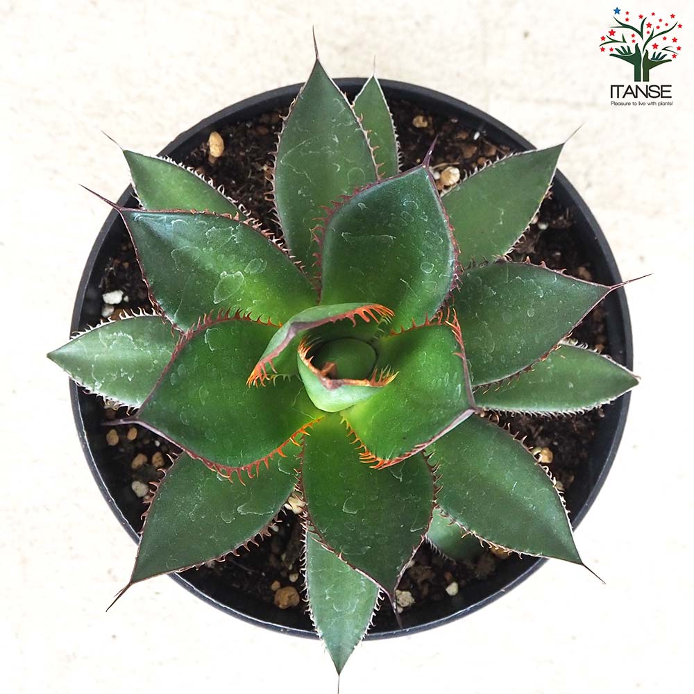 アガベ ホリダ【多肉植物 5号鉢／1個売り】｜ 【植物のITANSE