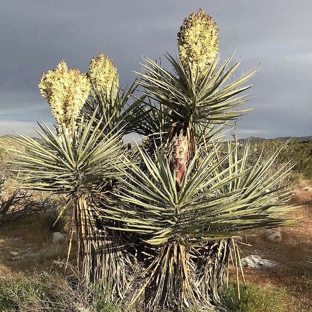 ユッカ・シディゲラ 5号ロングスリット鉢 | | ドライガーデンプランツ