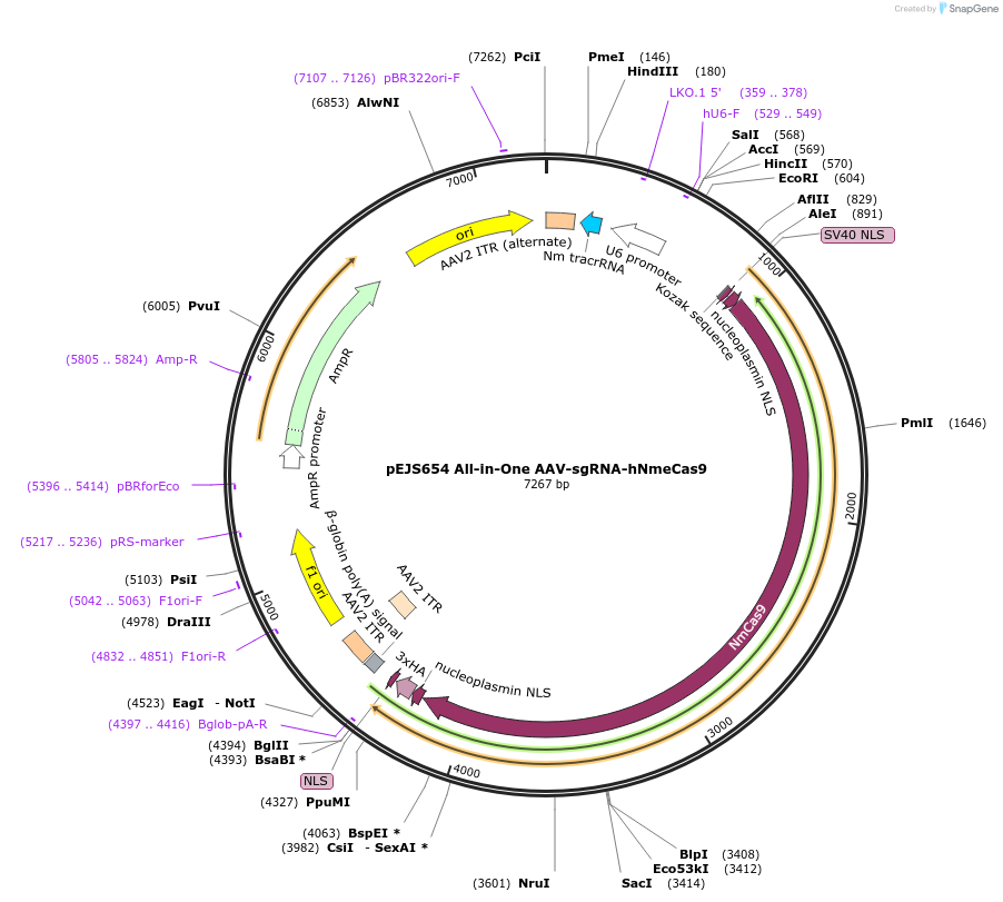 Addgene: pEJS654 All-in-One AAV-sgRNA-hNmeCas9