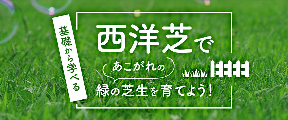 西洋芝 みどりの芝生 少量タイプ｜種（タネ）,球根,苗,資材