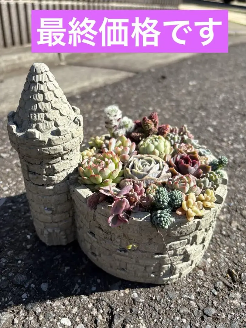 2026年最新】そのまま飾れる多肉寄植えの人気アイテム - メルカリ