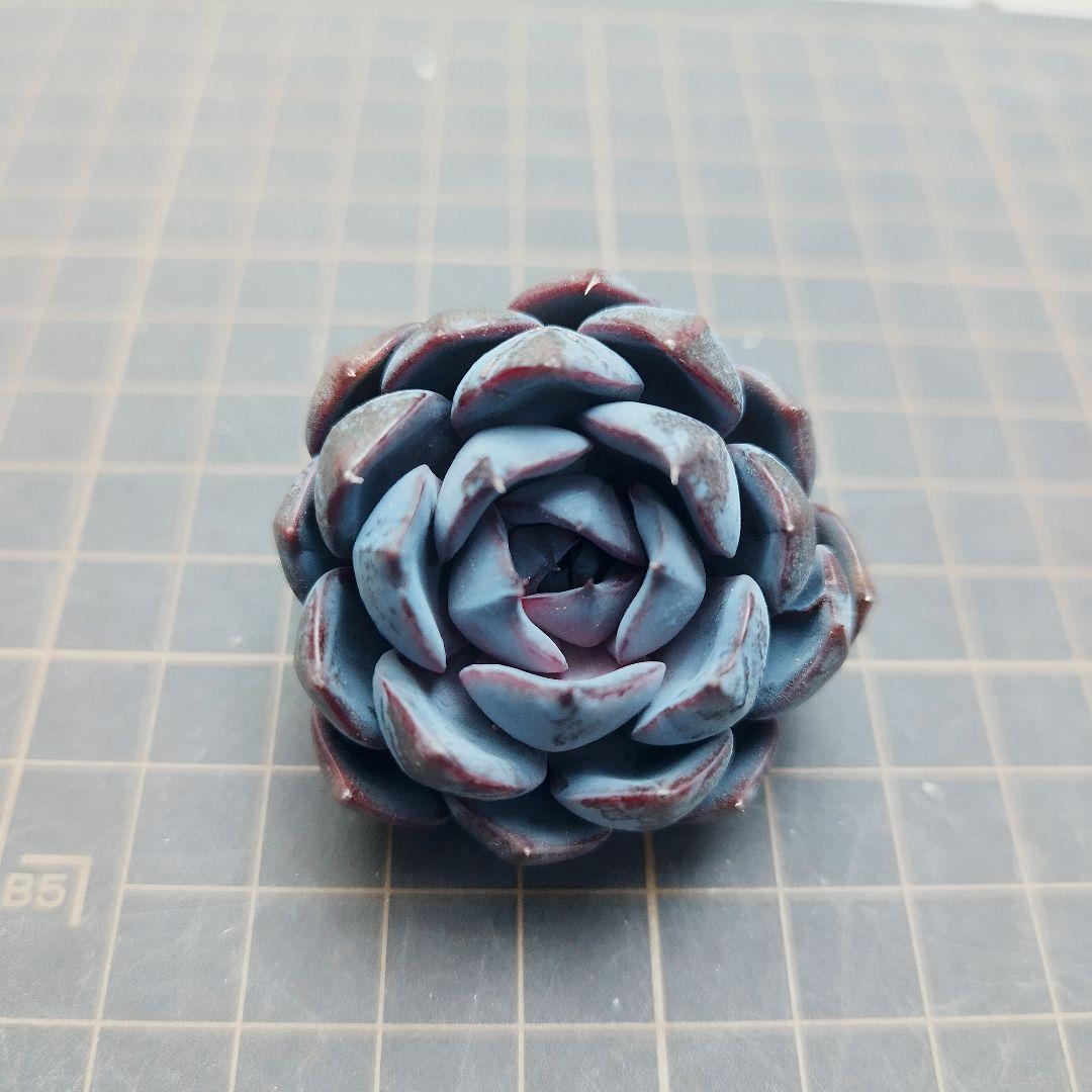 ローズオブビトレイアル◎多肉植物 カット苗 輸入苗 エケベリア等