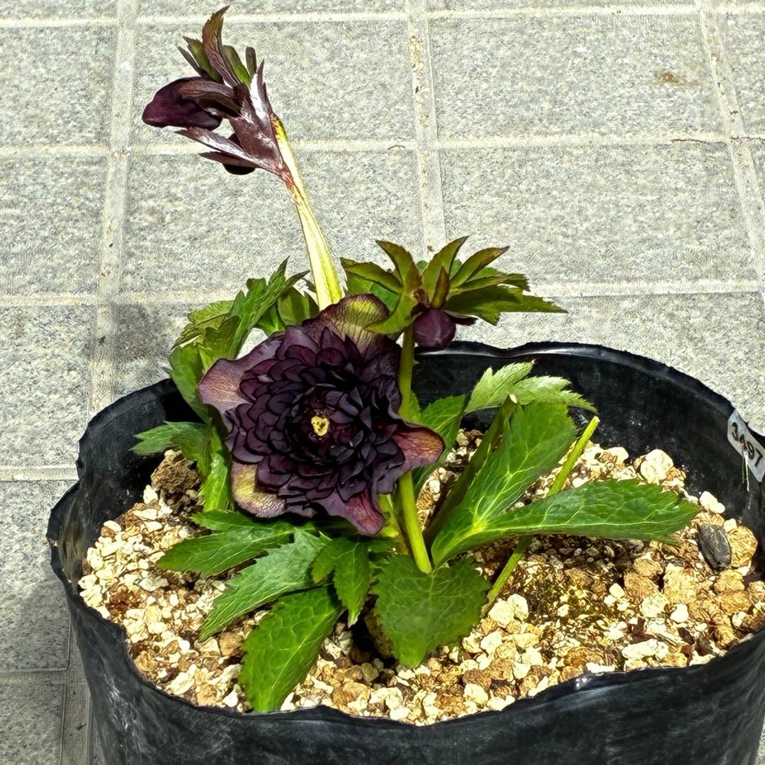 m*i様 3497☘️たくさん蕾花付き☘️２年間保管☘️⭐️ダーク⭐️超多弁⭐️