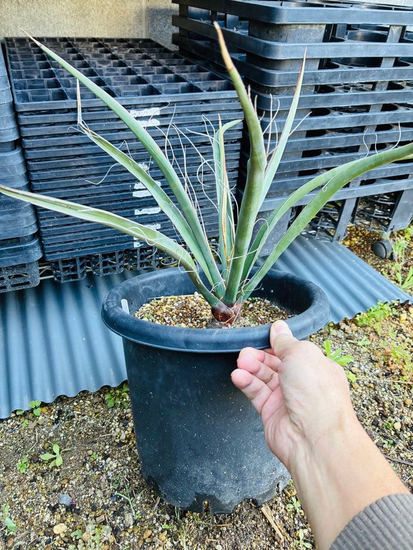 ユッカ　シジゲラ　抜き苗 ユッカ シジゲラ 4号 直径約12cm ポット苗 ドライガーデン 送料無料