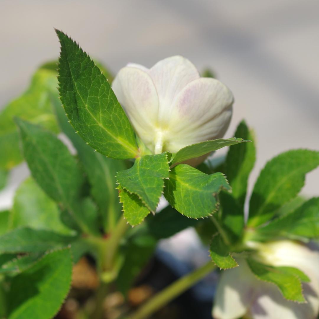 5668 認定 エクリプス クリスマスローズ開花 加藤農園 - メルカリ