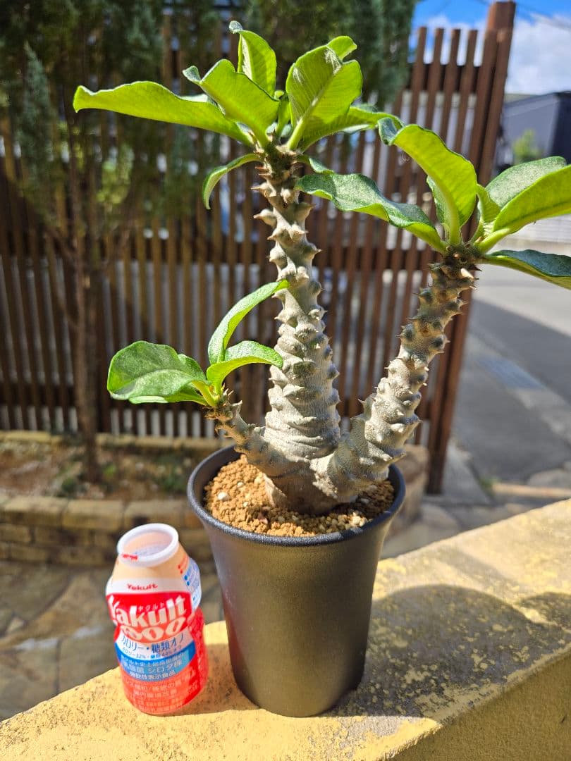 パキポディウムウィンゾリー RAFLUMコレクション】パキポディウム ウィンゾリー 