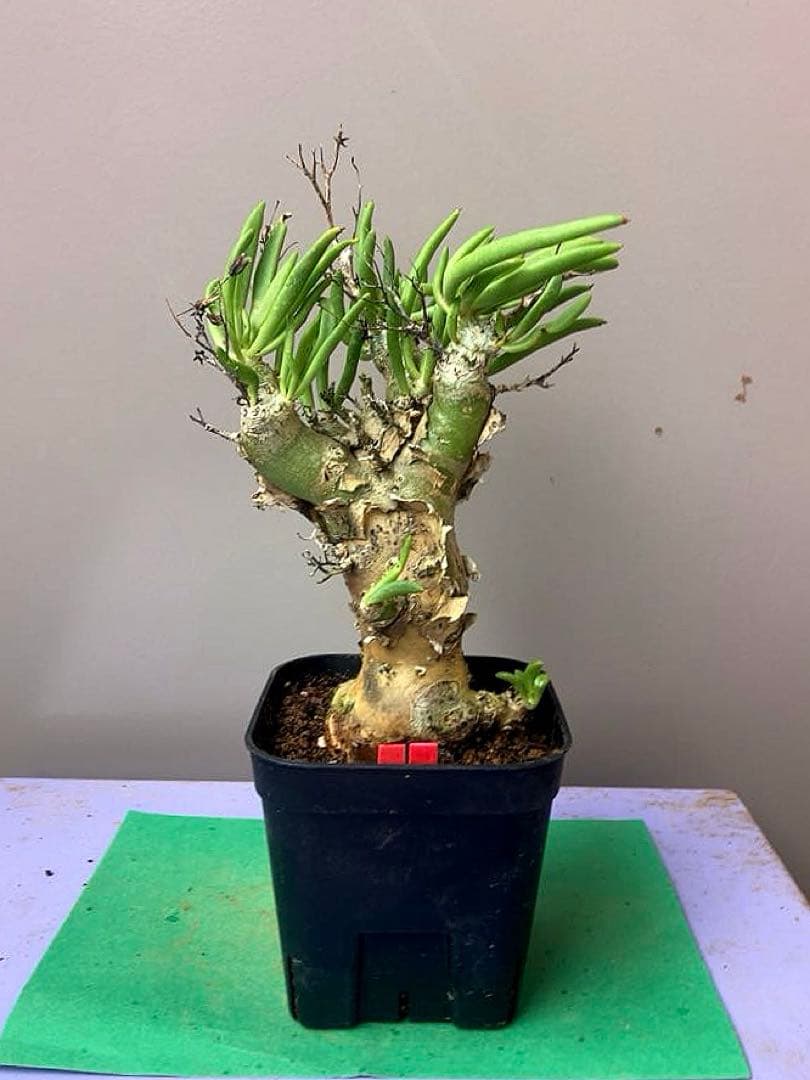 《3号RR》チレコドン レティキュラータス　万物想