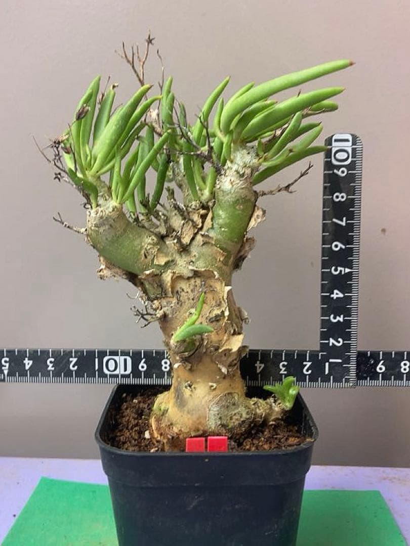 《3号RR》チレコドン レティキュラータス　万物想