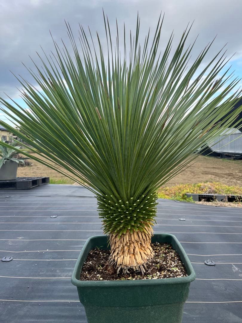 ユッカ　ロストラータ　幹上がり　15 ユッカ ロストラータ 幹上がり ボリュームあり 10号鉢 25 - メルカリ