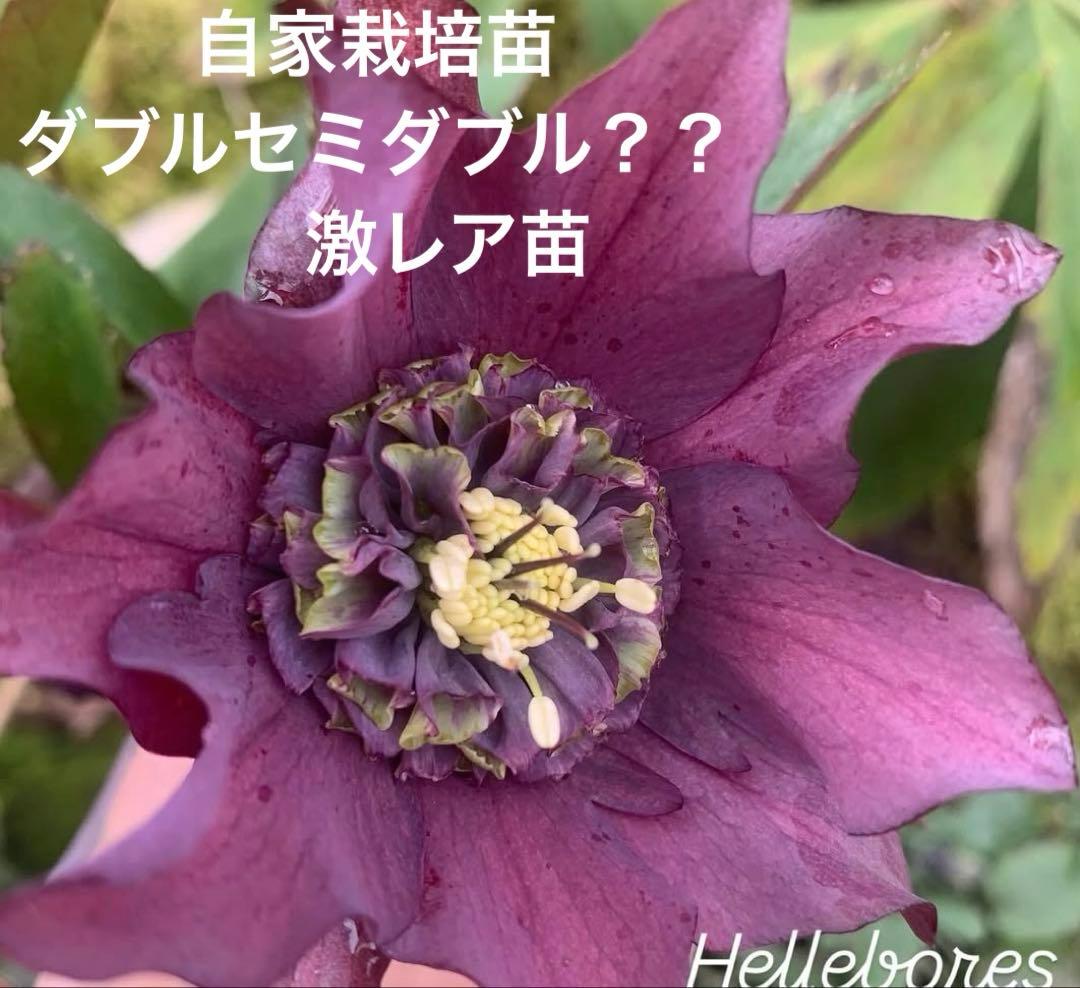 m*み様 クリスマスローズ　株分け苗　パピエ　ノワールドゥ　花郷園 m*み様 クリスマスローズ 株分け苗 パピエ ノワールドゥ 花郷園 - メルカリ