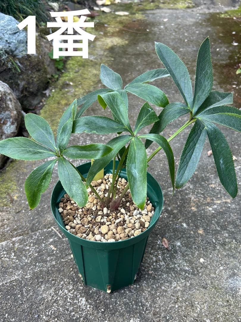 31 クリスマスローズ種 3粒 終了致しました。 - メルカリ