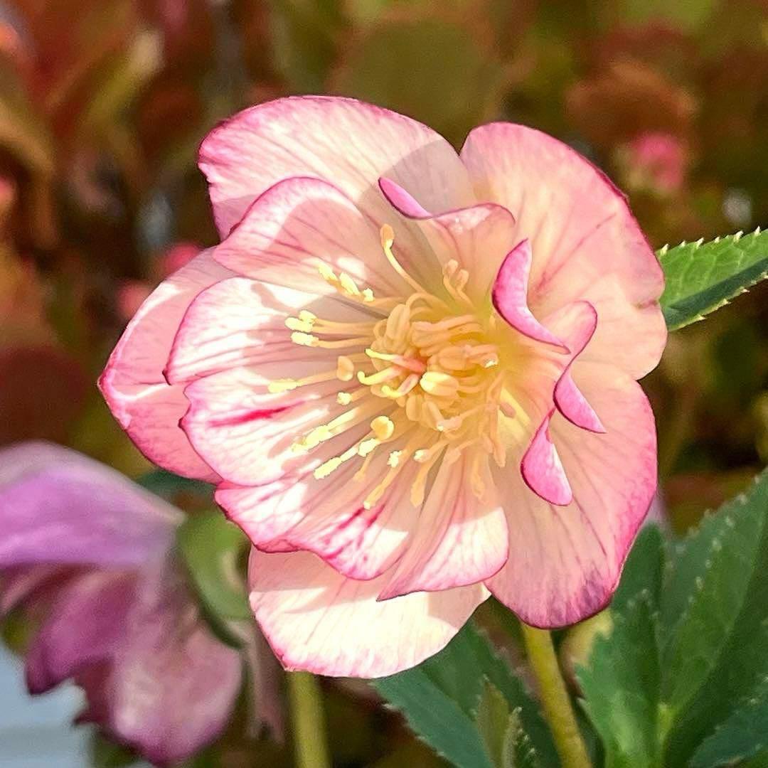 ま*️様 ❤️根充実❤️沢山新芽元気株❤️604⭐️超レア極上発色⭐️乳白色 【