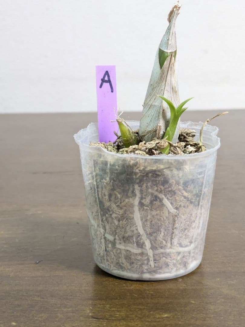 紫 Clowesetum Penang Waltz 洋ラン 洋蘭 タケノコ蘭 - メルカリ